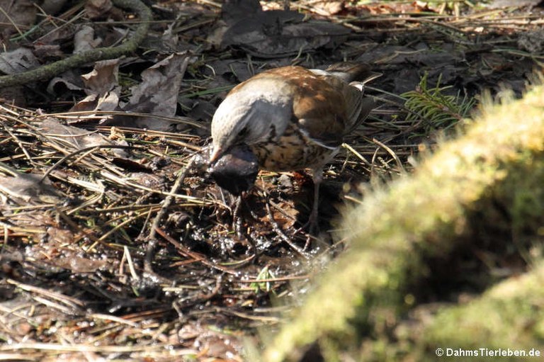 Turdus pilaris