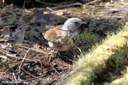 Turdus pilaris