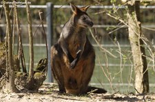 Sumpfwallaby (Wallabia bicolor) im Tierpark Hellabrunn, München