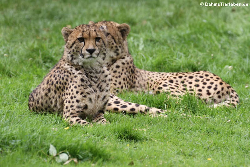 Südafrikanische Geparden
(Acinonyx jubatus jubatus) Acinonyx jubatus jubatus