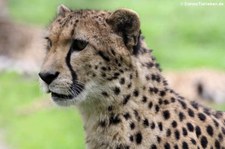 Südafrikanischer Gepard (Acinonyx jubatus jubatus) im Allwetterzoo Münster