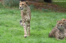 Südafrikanische Geparde (Acinonyx jubatus jubatus) im Allwetterzoo Münster