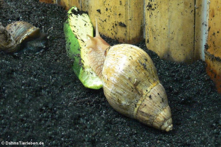 Achatina marginata