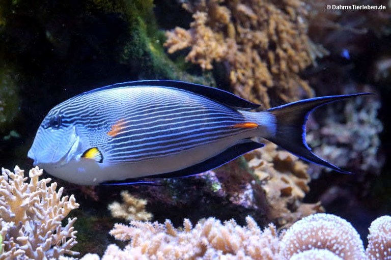 Acanthurus sohal