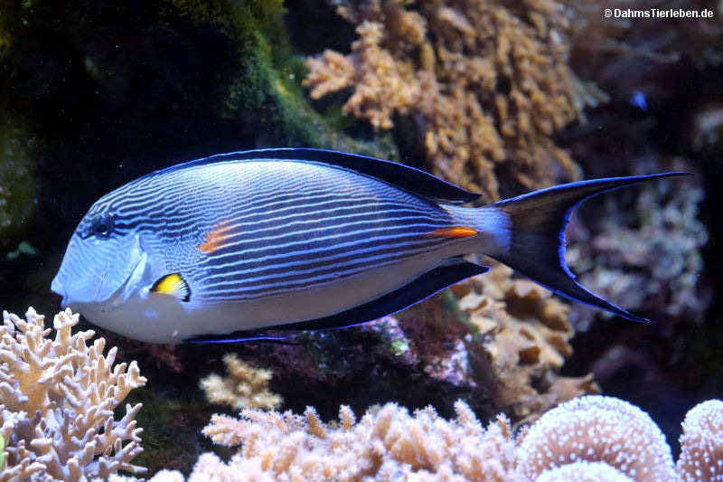 Acanthurus sohal-3