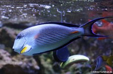 Rotmeer-Doktorfisch (Acanthurus sohal) im Allwetterzoo Münster