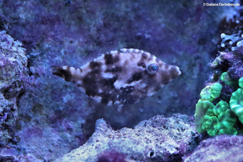 Acreichthys tomentosus-5