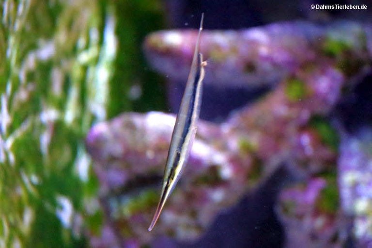 Aeoliscus strigatus