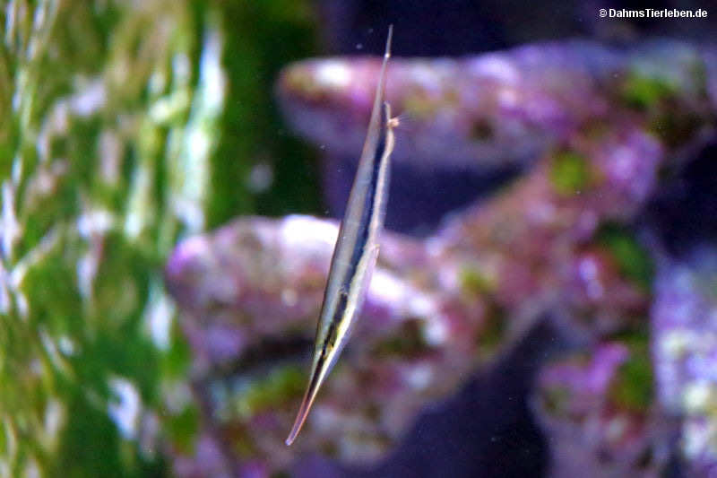 Aeoliscus strigatus
