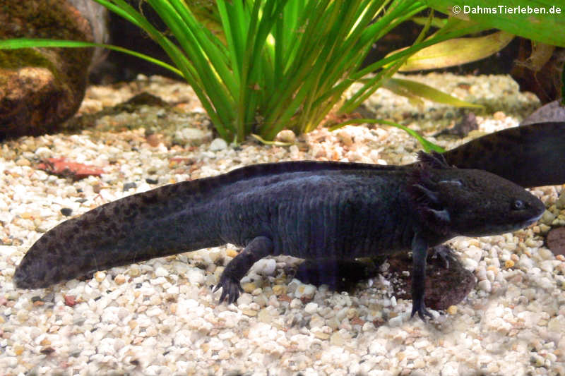 Ambystoma mexicanum