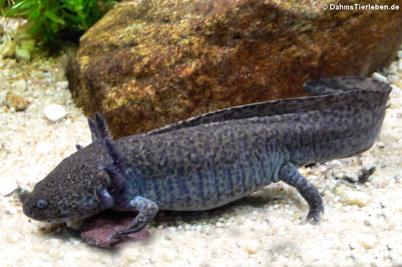 Axolotl (Ambystoma mexicanum)