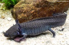 Axolot (Ambystoma mexicanum) im Allwetterzoo Münster