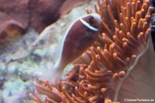 Halsband-Anemonenfisch (Amphiprion perideraion) im Allwetterzoo Münster