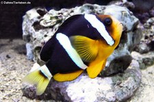 Clarks Anemonenfisch (Amphiprion clarkii) im Allwetterzoo Münster