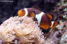 Orangeringelfisch (Amphiprion ocellaris) im Allwetterzoo Münster