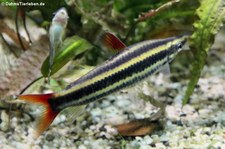 Prachtkopfsteher (Anostomus anostomus) im Allwetterzoo Münster