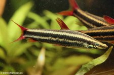 Prachtkopfsteher (Anostomus anostomus) im Allwetterzoo Münster