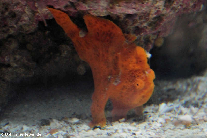 Antennarius maculatus-1