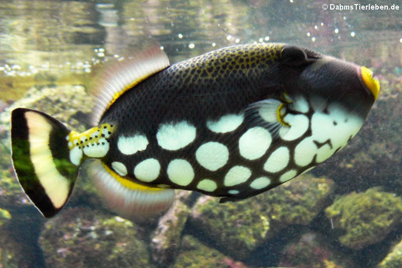 Leopard-Drückerfisch (Balistoides conspicillum)