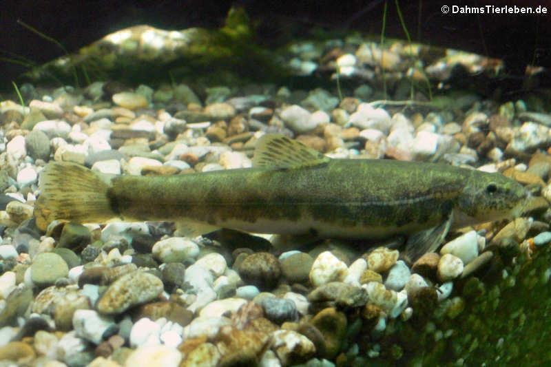 Barbatula barbatula-1