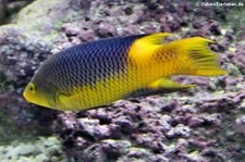 Spanischer Schweinslippfisch (Bodianus rufus) im Allwetterzoo Münster