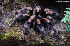 Mexikanische Rotknie-Vogelspinne (Brachypelma smithi) im Allwetterzoo Münster