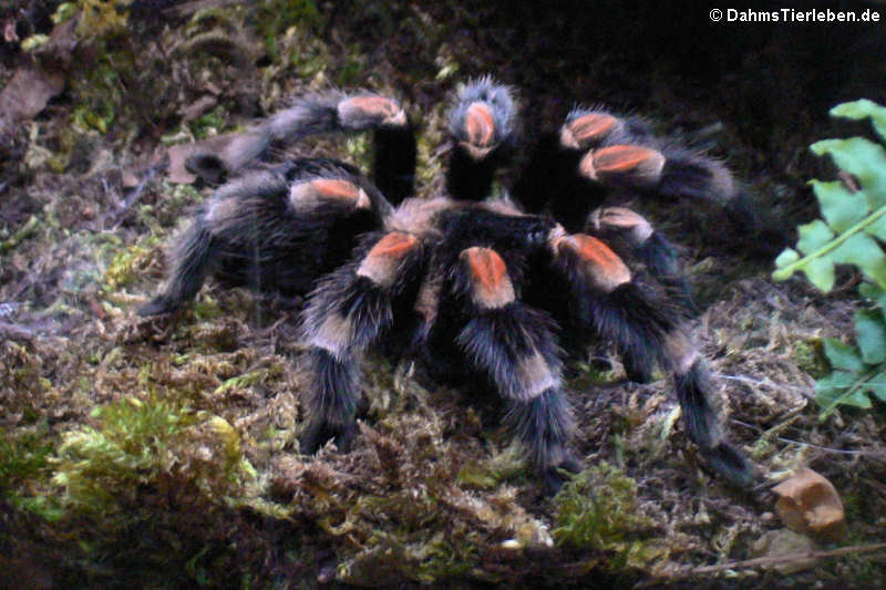 Brachypelma smithi