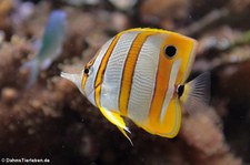 Kupferstreifen-Pinzettfisch (Chelmon rostratus) im Allwetterzoo Münster