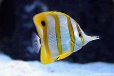 Kupferstreifen-Pinzettfisch (Chelmon rostratus) im Allwetterzoo Münster