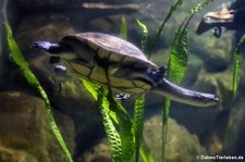 McCords Schlangenhalsschildkröte (Chelodina mccordi) im Allwetterzoo Münster