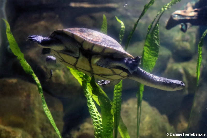 McCords Schlangenhalsschildkröte (Chelodina mccordi)