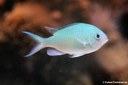 Chromis viridis