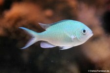 Grüner Schwalbenschwanz (Chromis viridis) im Allwetterzoo Münster