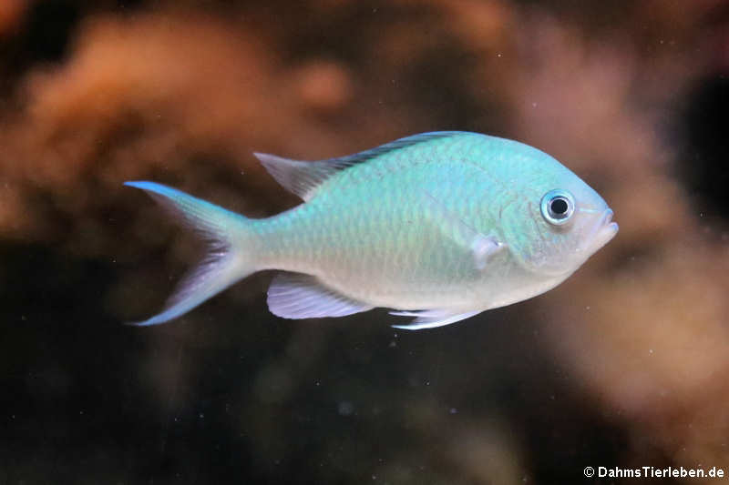 Grüner Schwalbenschwanz (Chromis viridis)