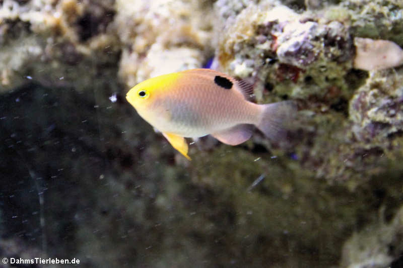 Chrysiptera talboti-1