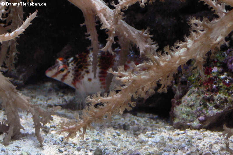 Cirrhitichthys falco-1