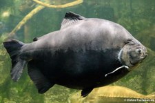 Schwarzer Pacu (Colossoma macropomum) im Allwetterzoo Münster