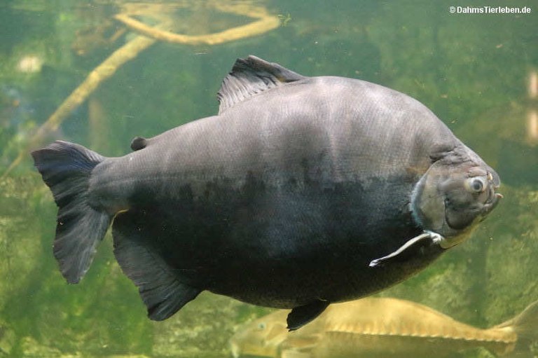 Colossoma macropomum