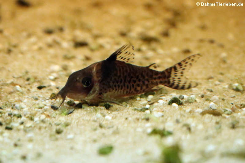 Schwarzbinden-Panzerwels (Corydoras melanistius)