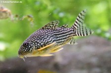 Orangeflossen-Panzerwels (Corydoras sterbai) im Allwetterzoo Münster