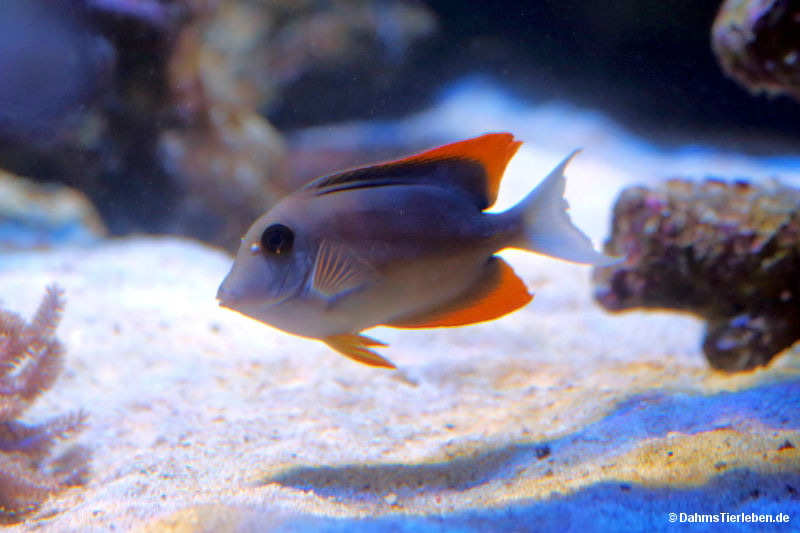 Ctenochaetus tominiensis-2
