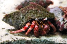 Großer Roter Einsiedlerkrebs (Dardanus calidus) im Allwetterzoo Münster