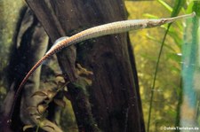 Asiatische Flussnadel (Doryichthys boaja) im Alwetterzoo Münster