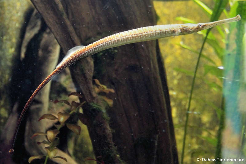 Asiatische Flussnadel (Doryichthys boaja)