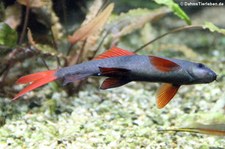 Grüner Fransenlipper (Epalzeorhynchos frenatum) im Allwetterzoo Münster