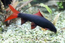 Grüner Fransenlipper (Epalzeorhynchos frenatum) im Allwetterzoo Münster