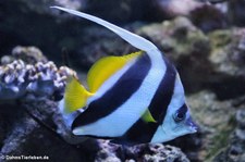 Gemeiner Wimpelfisch (Heniochus acuminatus) im Allwetterzoo Münster