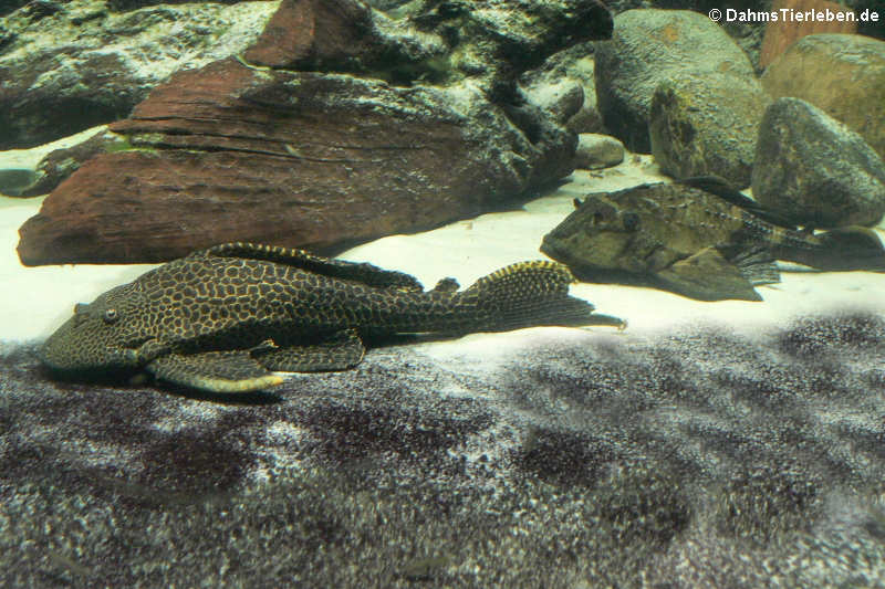 links ein Punktierter Schilderwels (Hypostomus punctatus) und rechts ein Nashorn-Segelflossen-Harnischwels (Pterygoplichthys scrophus)