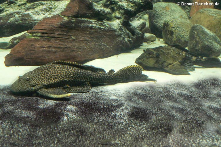 Hypostomus punctatus und Pterygoplichthys scrophus