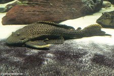 Punktierter Schilderwels (Hypostomus punctatus) im Allwetterzoo Münster